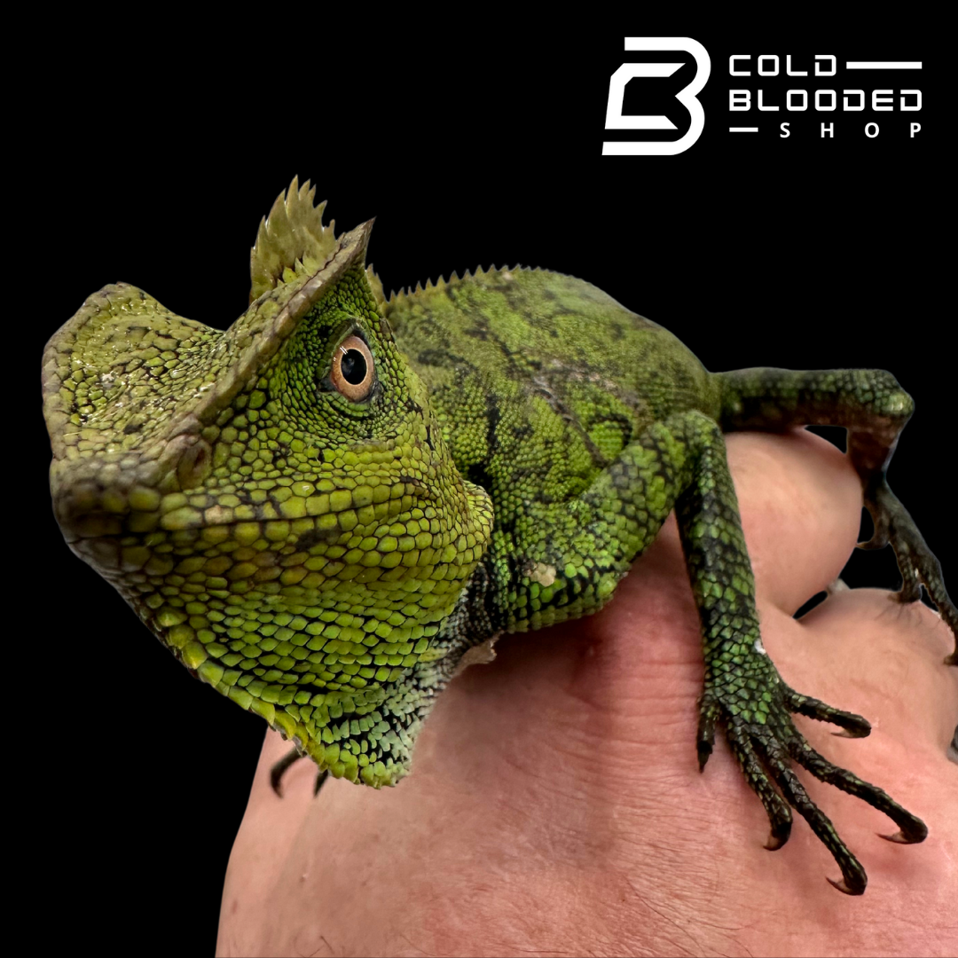 Lagarto monitor sin orejas de Borneo juvenil (Lanthanotus borneensis)