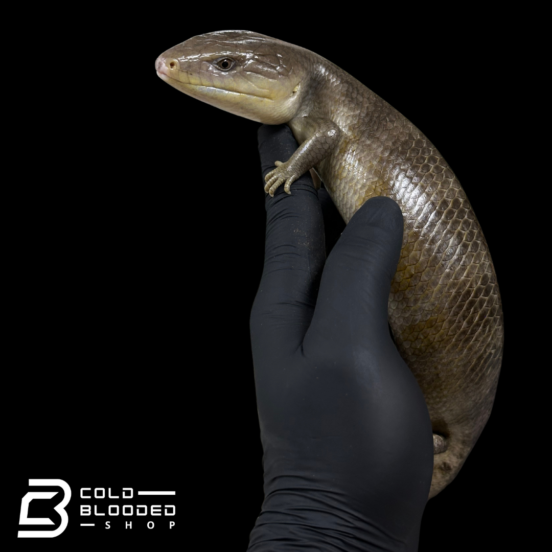 Tanimbar Blue Tongue Skink - Tiliqua scincoides chimaera
