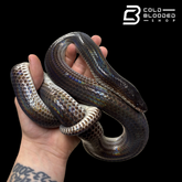Sunbeam snakes - Xenopeltis unicolor