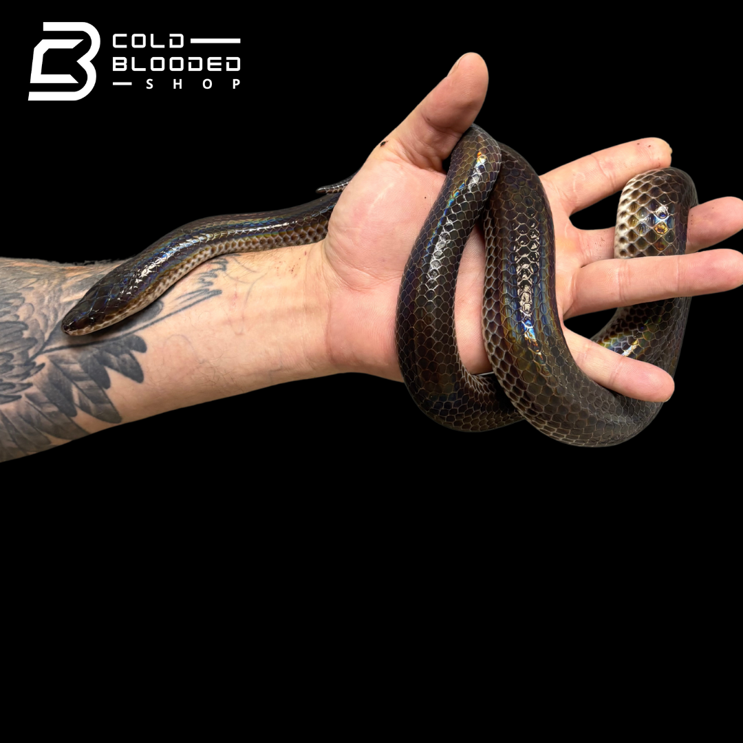 Sunbeam snakes - Xenopeltis unicolor