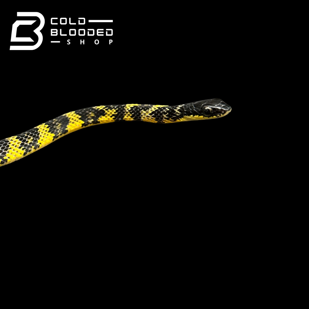 VERY RARE Keelback snake #2 - Tropidonophis halmahericus