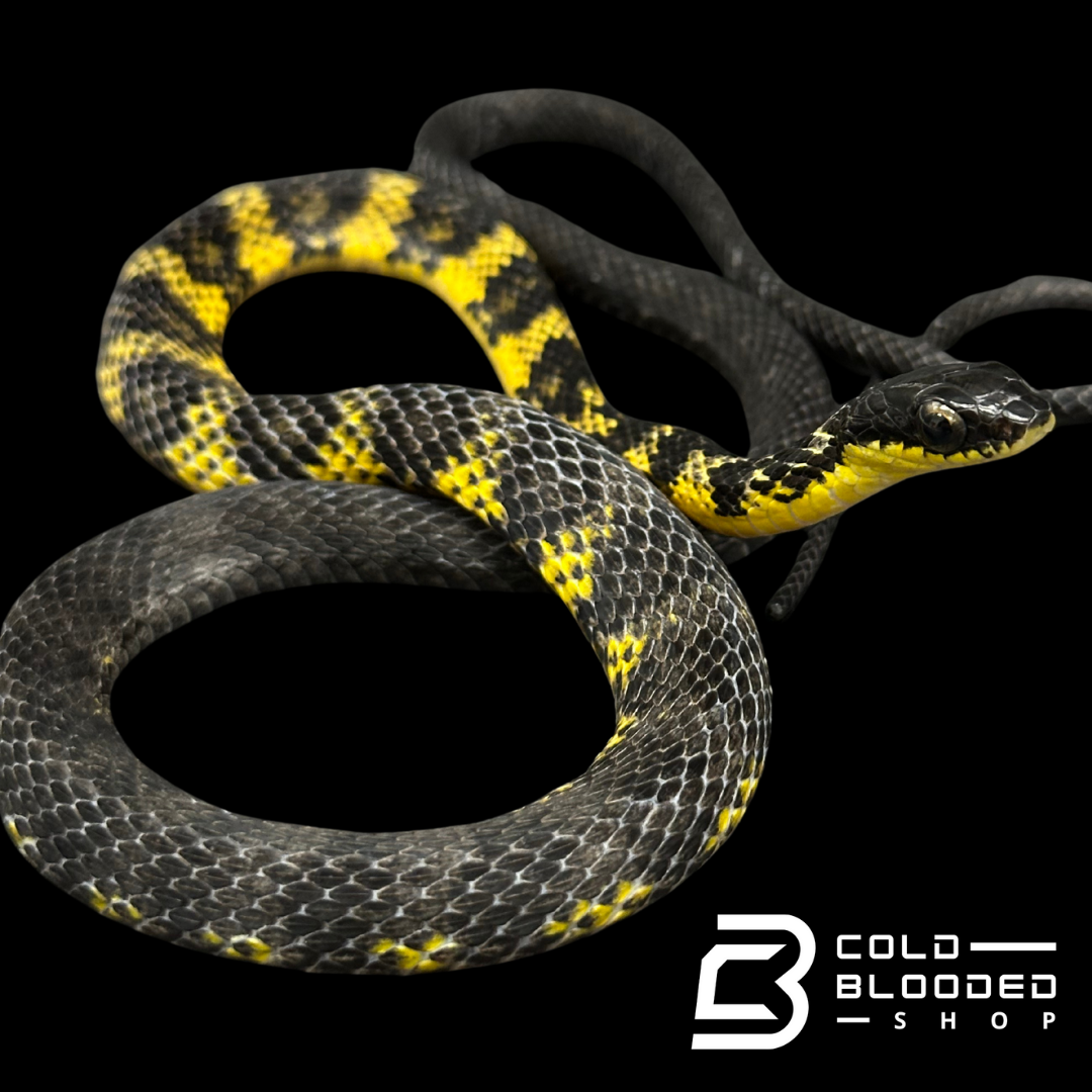 VERY RARE Keelback snake #2 - Tropidonophis halmahericus