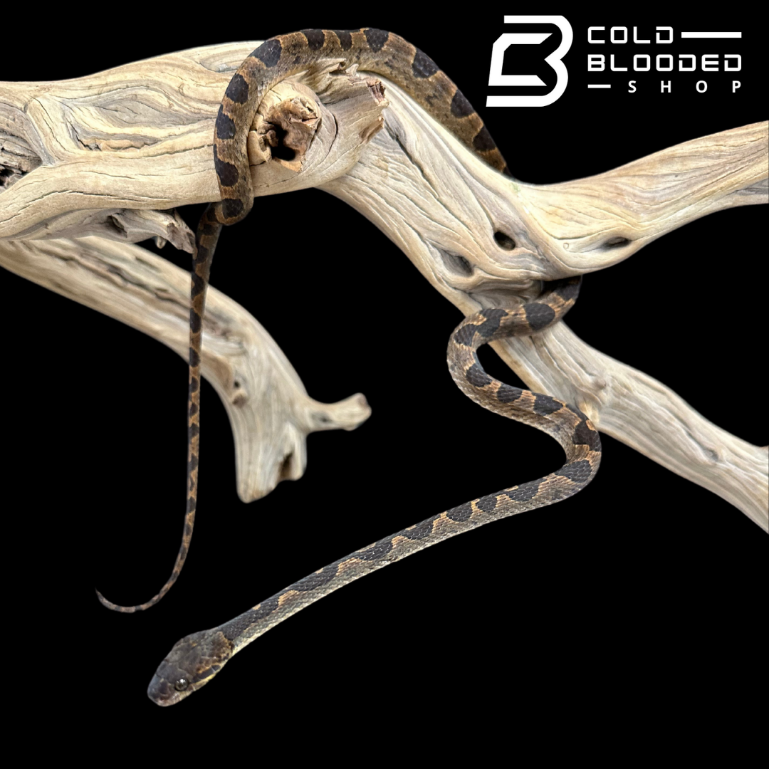 Banded cat eyed snakes - Leptodeira annulata