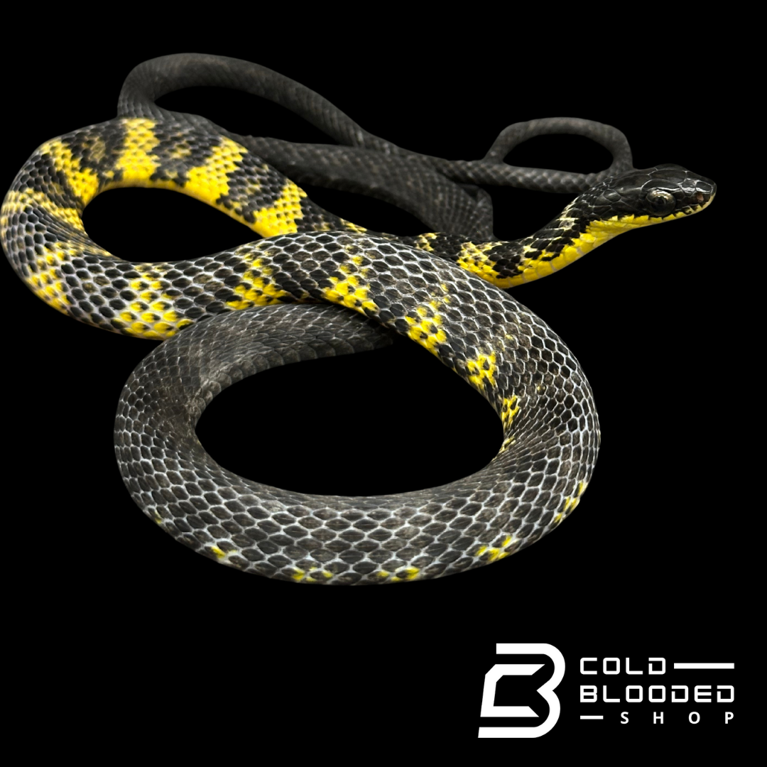 VERY RARE Keelback snake #2 - Tropidonophis halmahericus