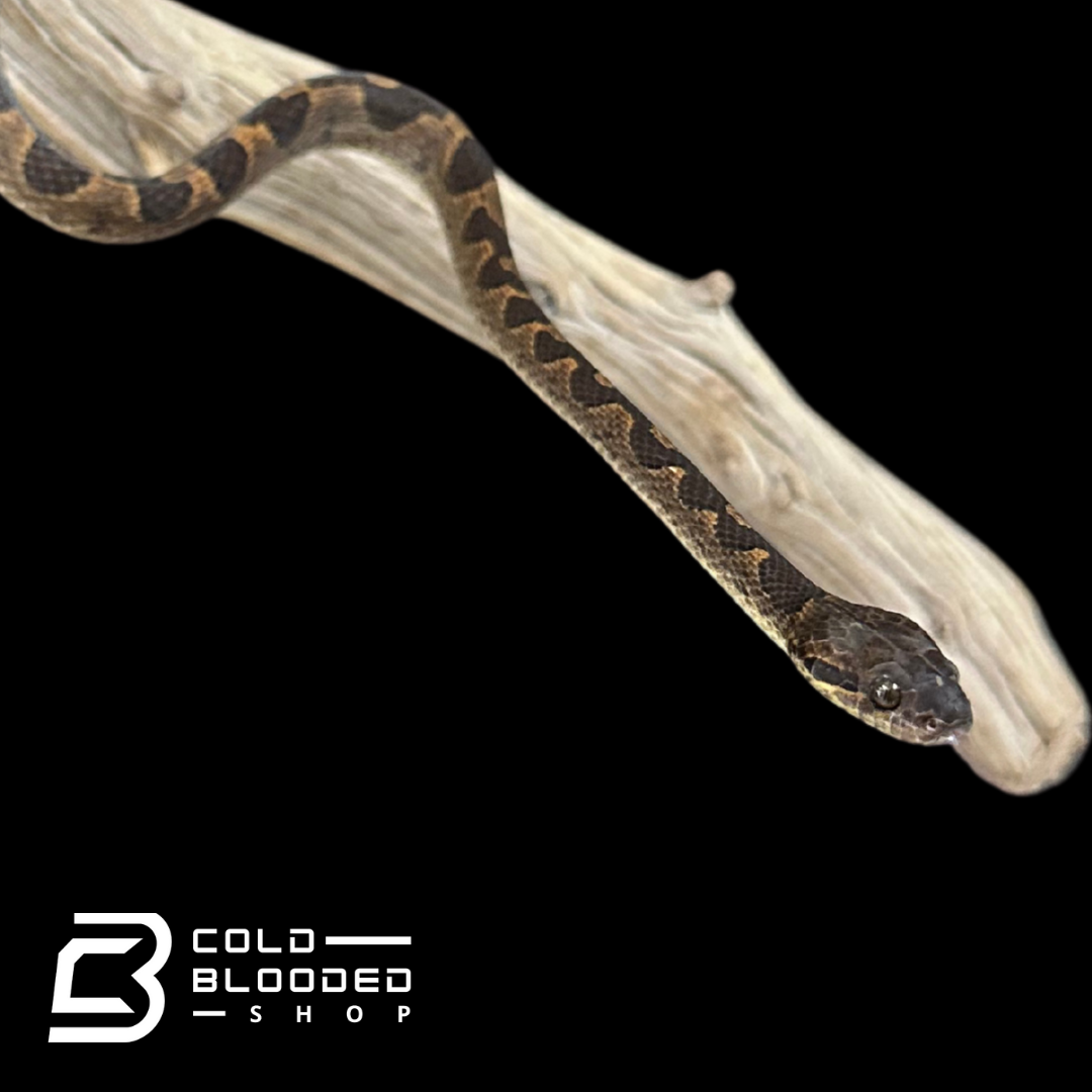 Banded cat eyed snakes - Leptodeira annulata
