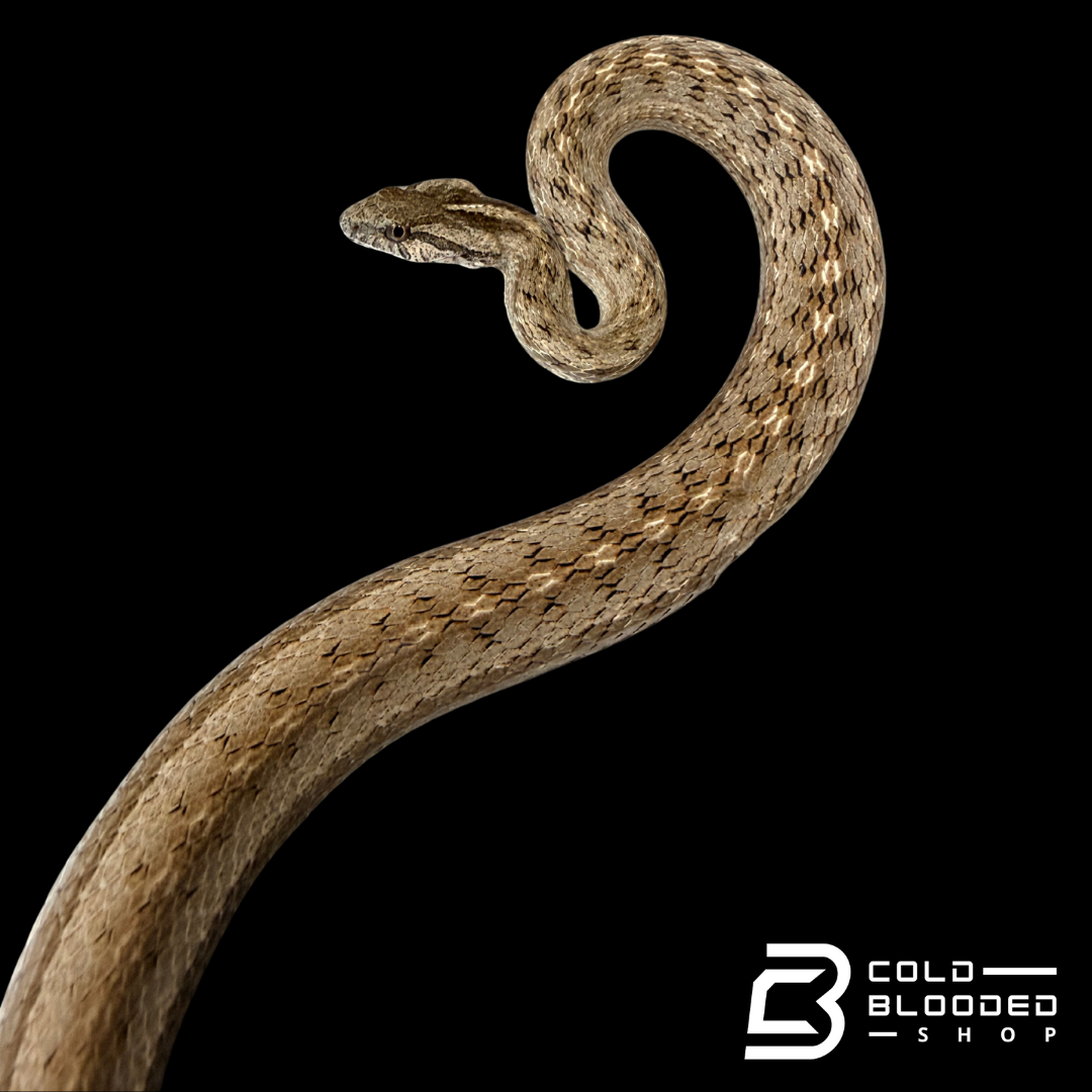 Suriname Mock Viper - Thamnodynastes pallidus