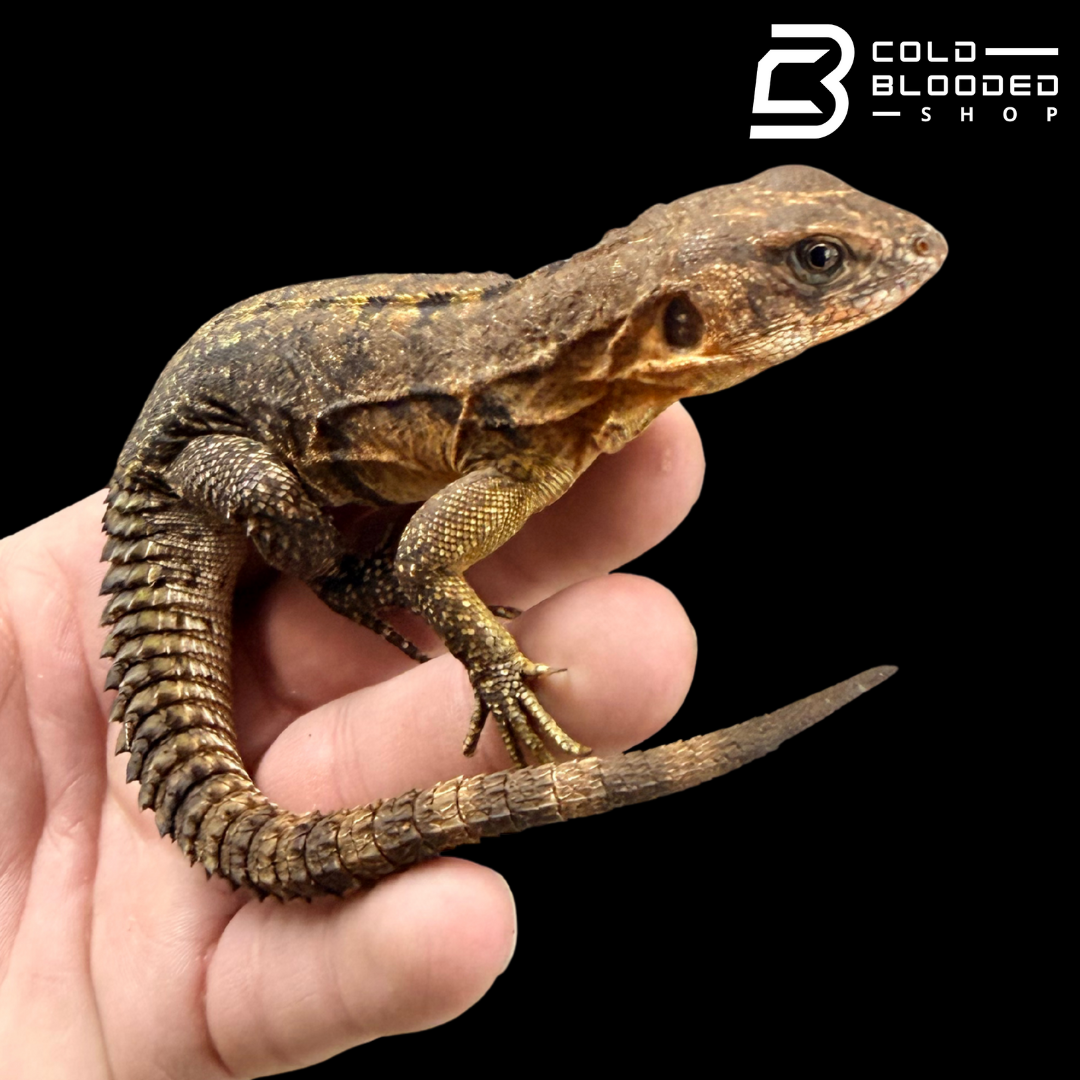 Yellow-Backed Spiny-Tailed Iguana - Ctenosaura flavidorsalis