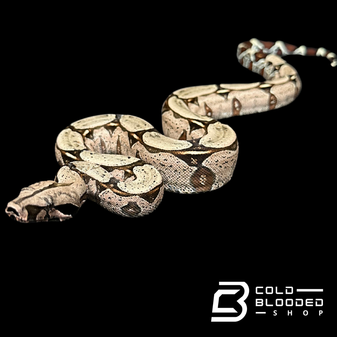Juvenile female Suriname Boa Constrictor - Boa constrictor constrictor