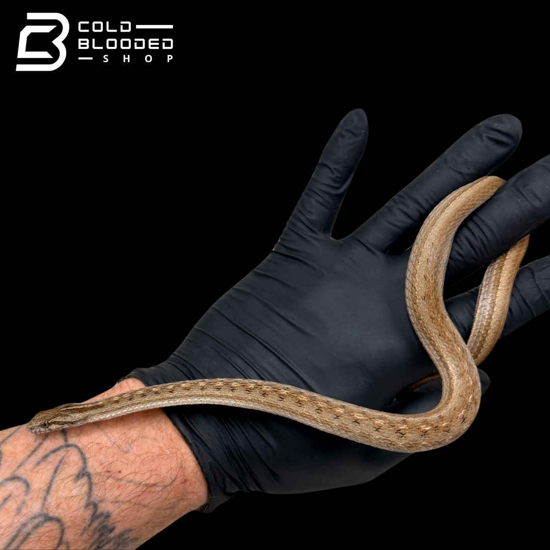 Suriname Mock Viper - Thamnodynastes pallidus