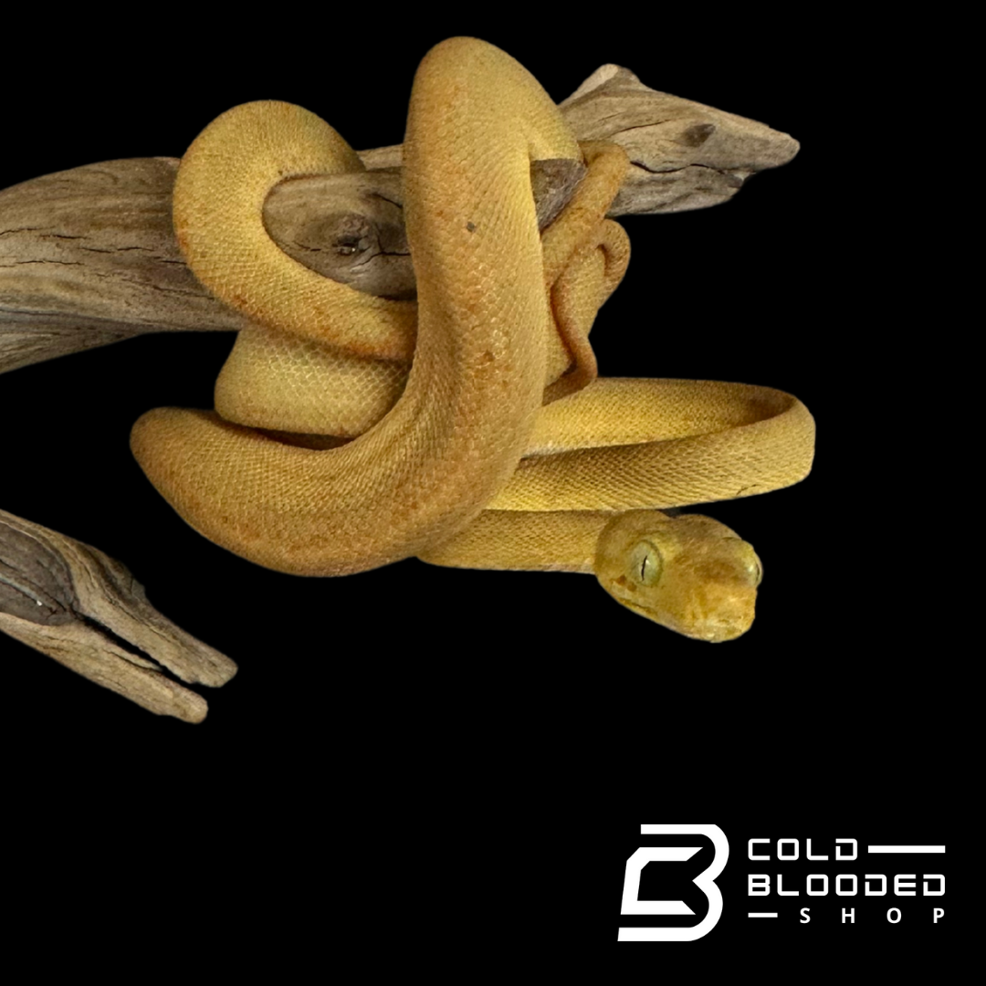Yellow Amazon Tree Boa - Corallus hortulanus