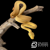 Yellow Amazon Tree Boa - Corallus hortulanus