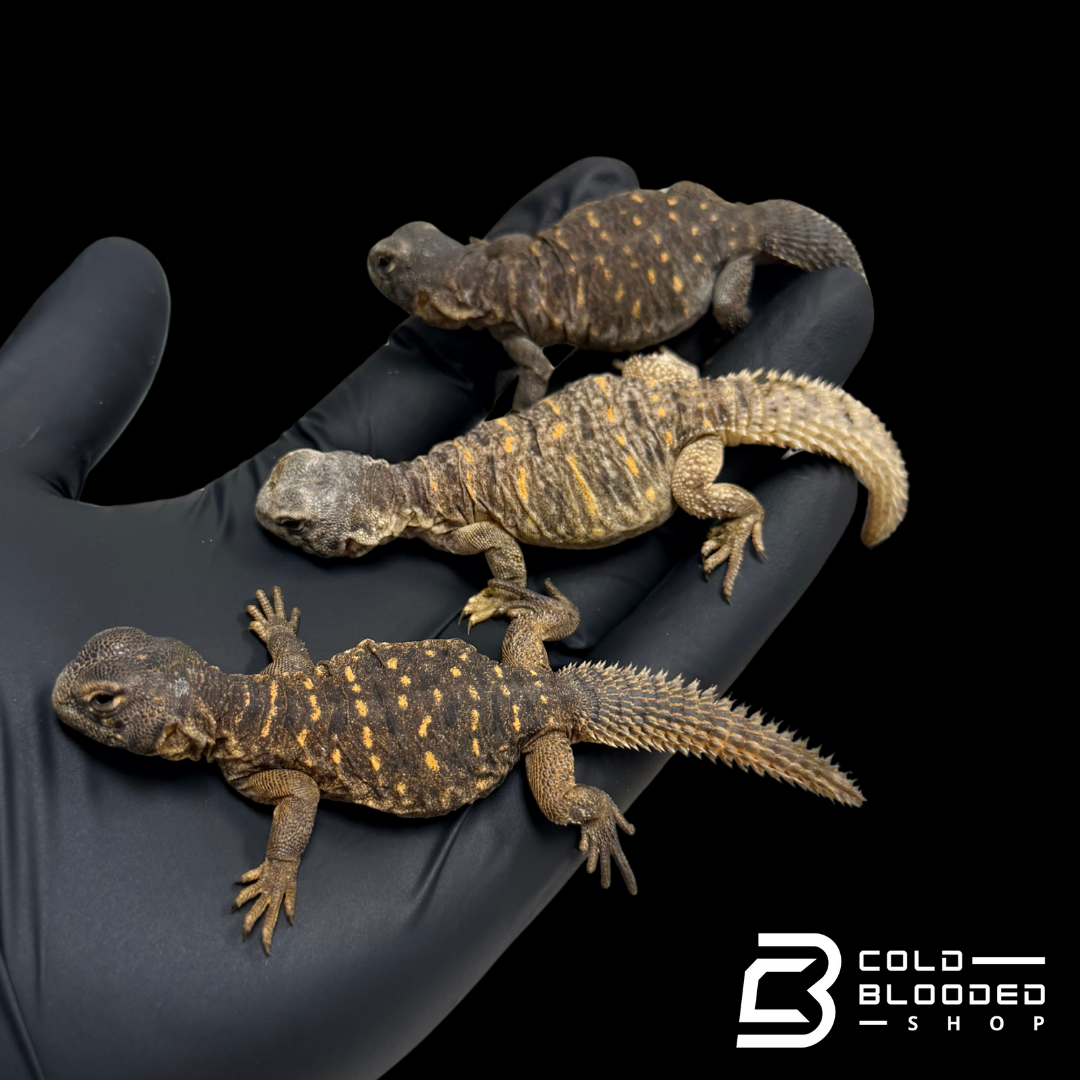 Baby Egyptian Uromastyx - Uromastyx aegyptia