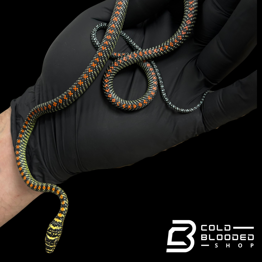 Paradise Flying Snake - Chrysopelea paradisi
