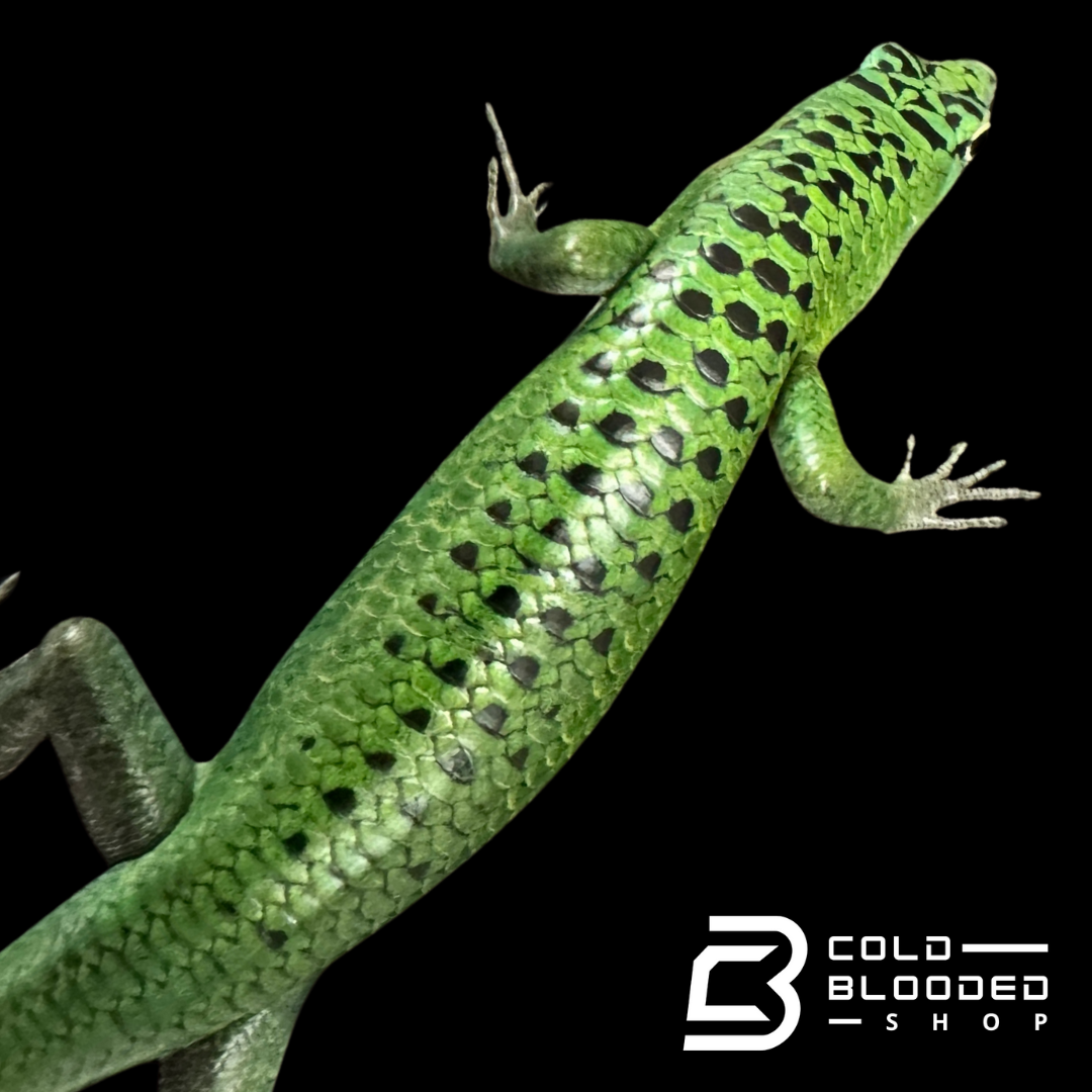 Emerald Tree Skinks (spotted local)- Lamprolepis smaragdina