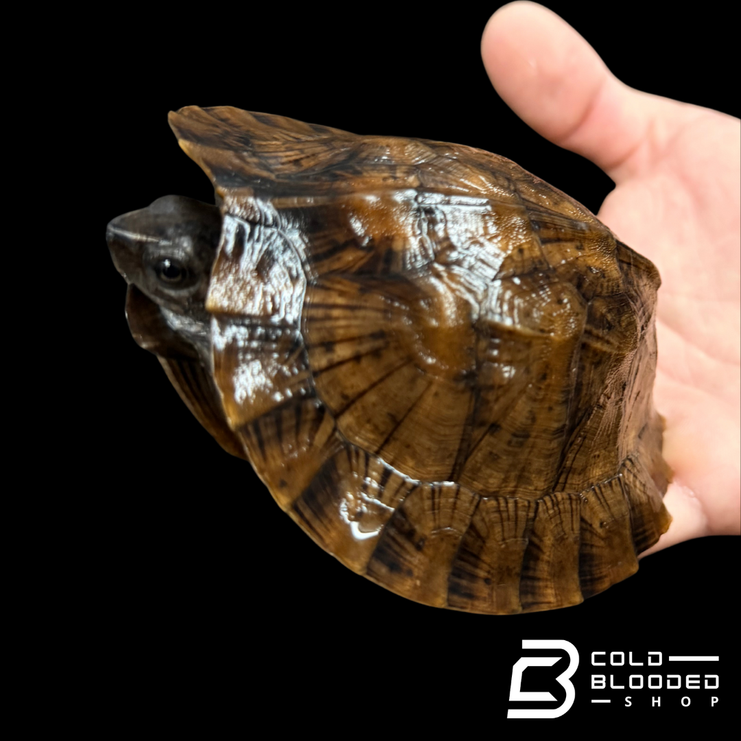 Tortuga Bebé Sulcata