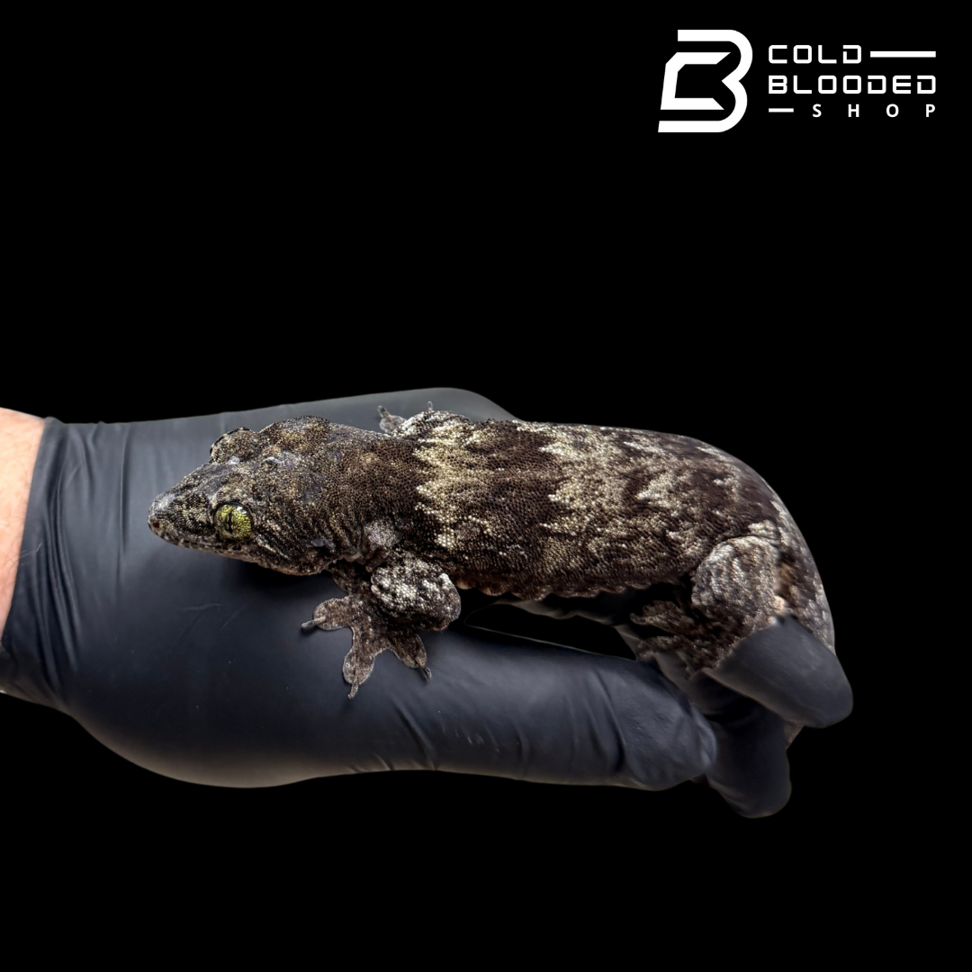 Halmahera Giant Gecko -Gehyra Marginata