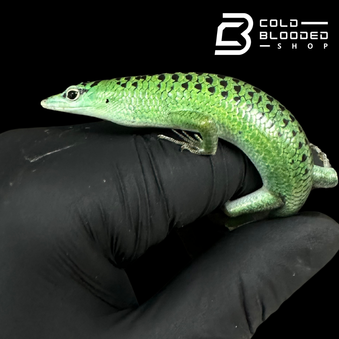 Emerald Tree Skinks (spotted local)- Lamprolepis smaragdina