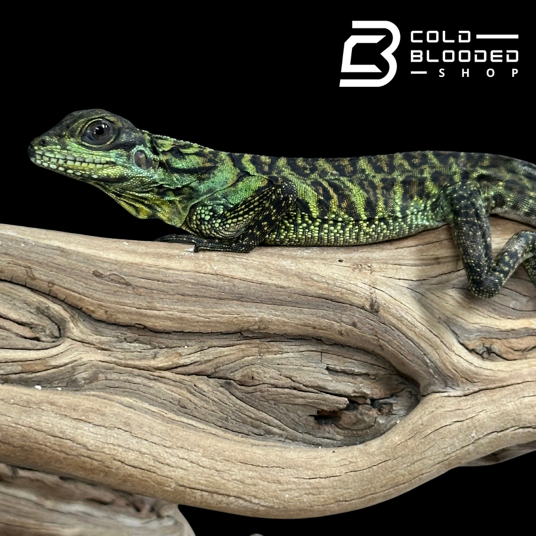 Baby Ambon Sailfin Dragon Lizards - Hydrosaurus amboinensis