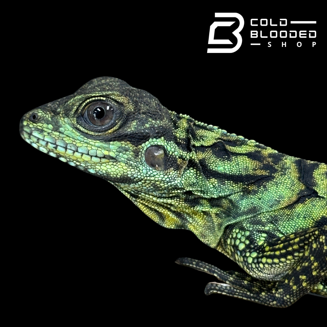 Baby Ambon Sailfin Dragon Lizards - Hydrosaurus amboinensis