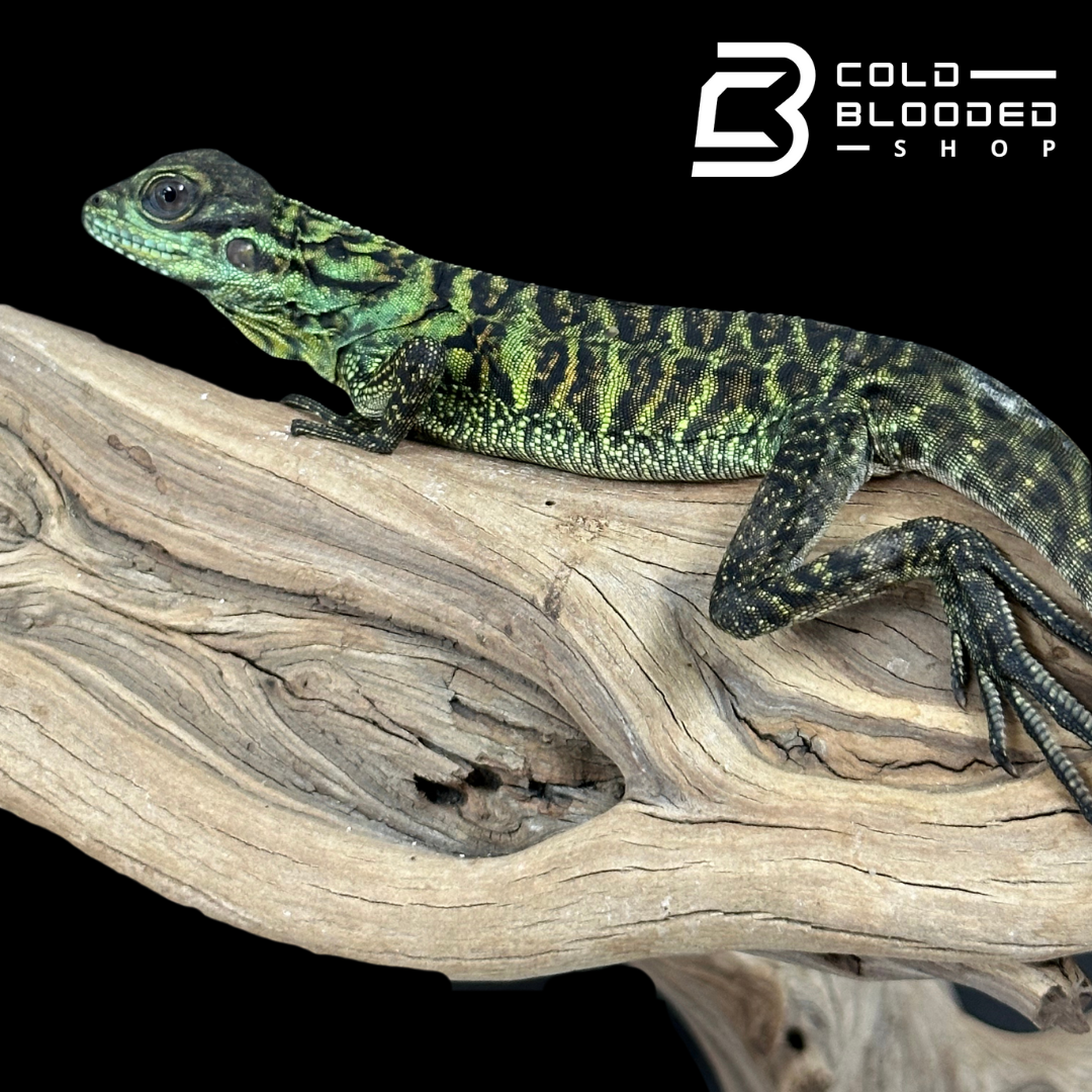 Baby Ambon Sailfin Dragon Lizards - Hydrosaurus amboinensis
