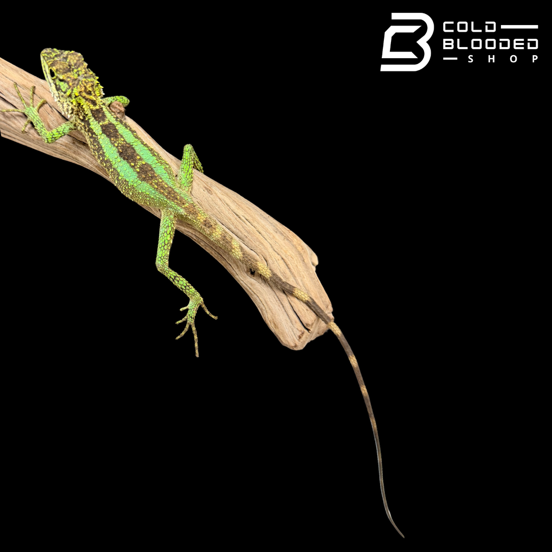 Chinese Tree Dragon - Japalura splendida