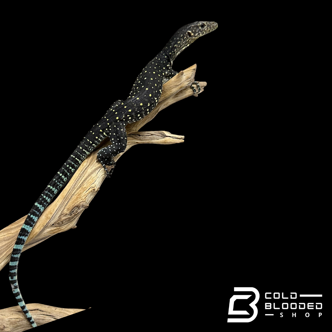 Juvenile Blue-tailed Monitor - Varanus doreanus