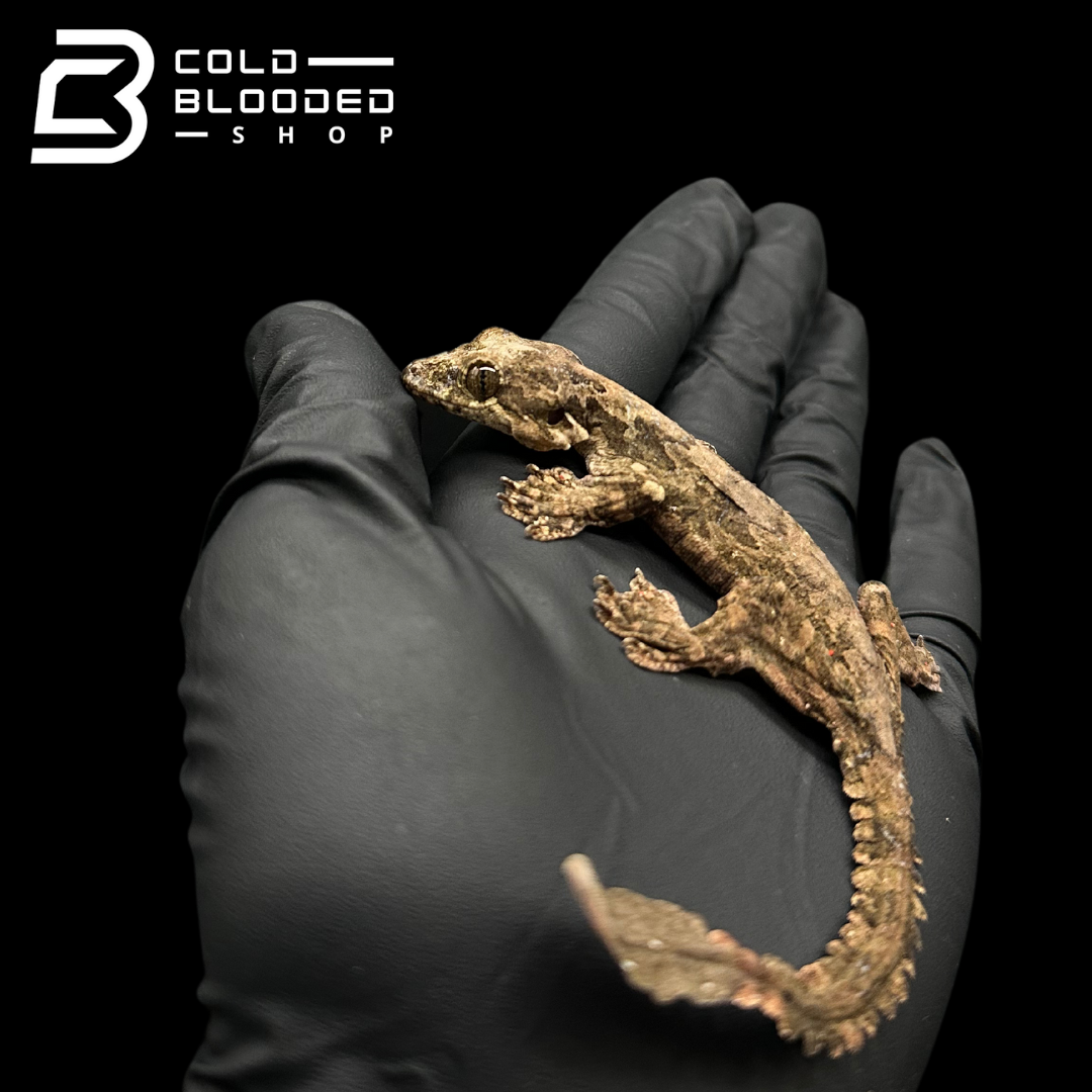 Adult Flying Geckos - Ptychozoon kuhli