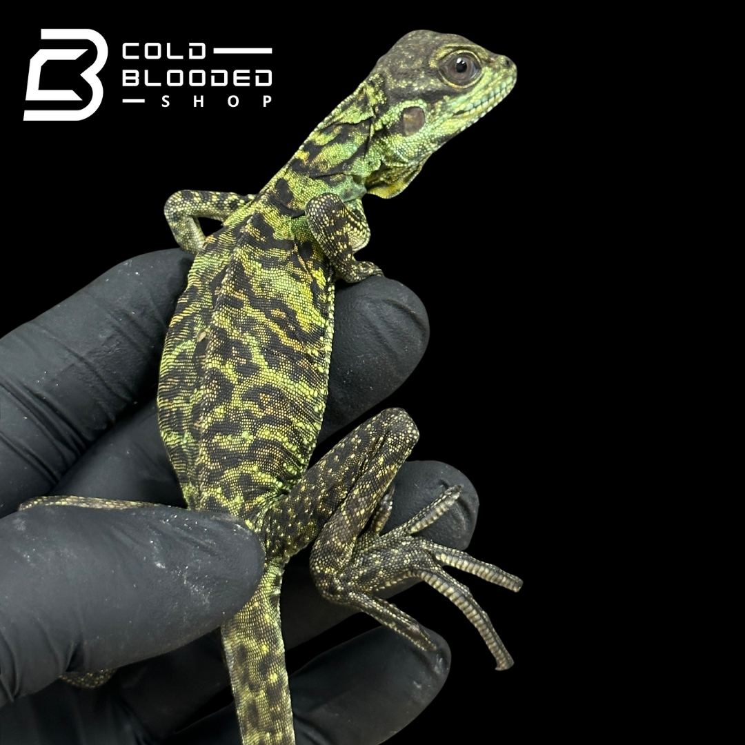 Baby Ambon Sailfin Dragon Lizards - Hydrosaurus amboinensis