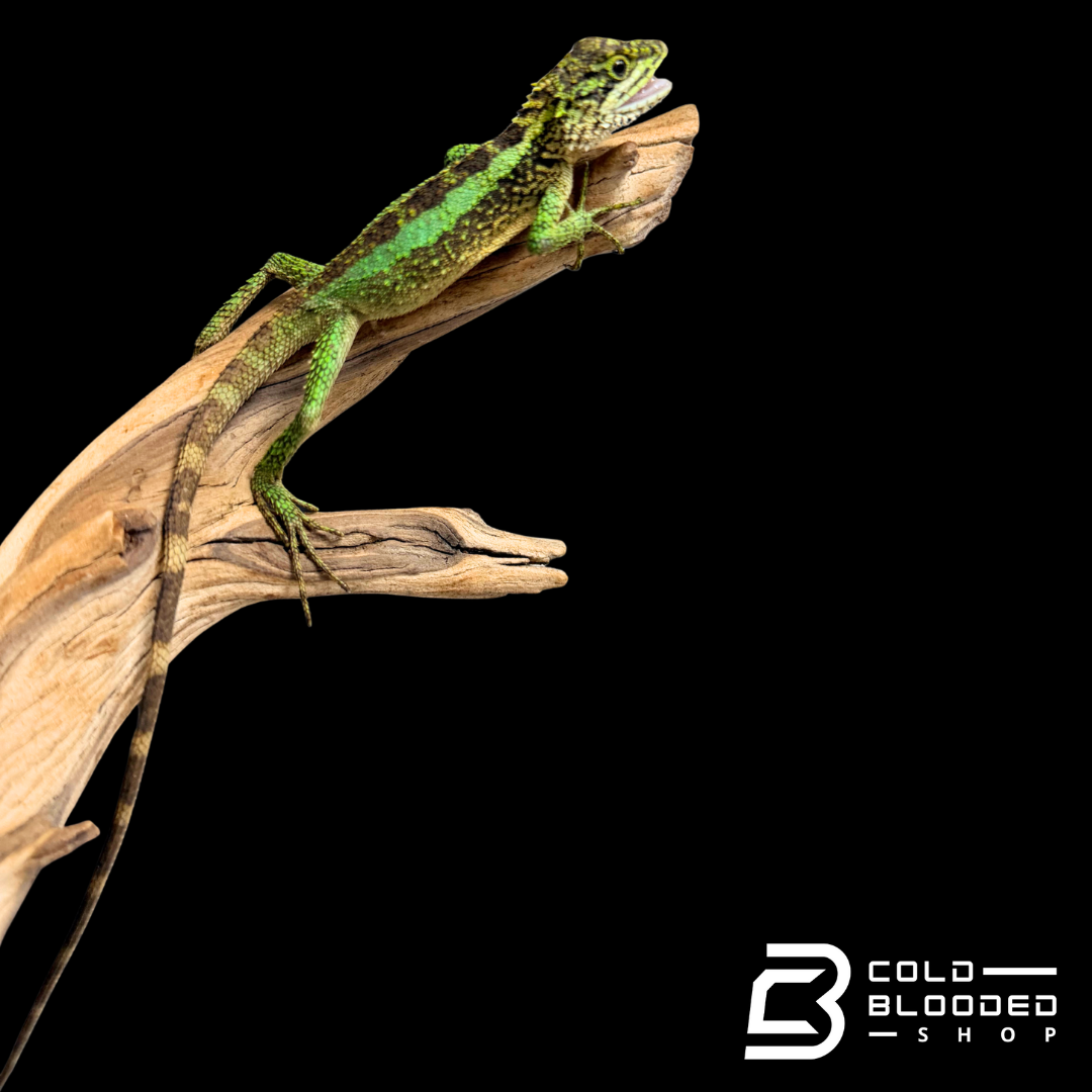 Chinese Tree Dragon - Japalura splendida