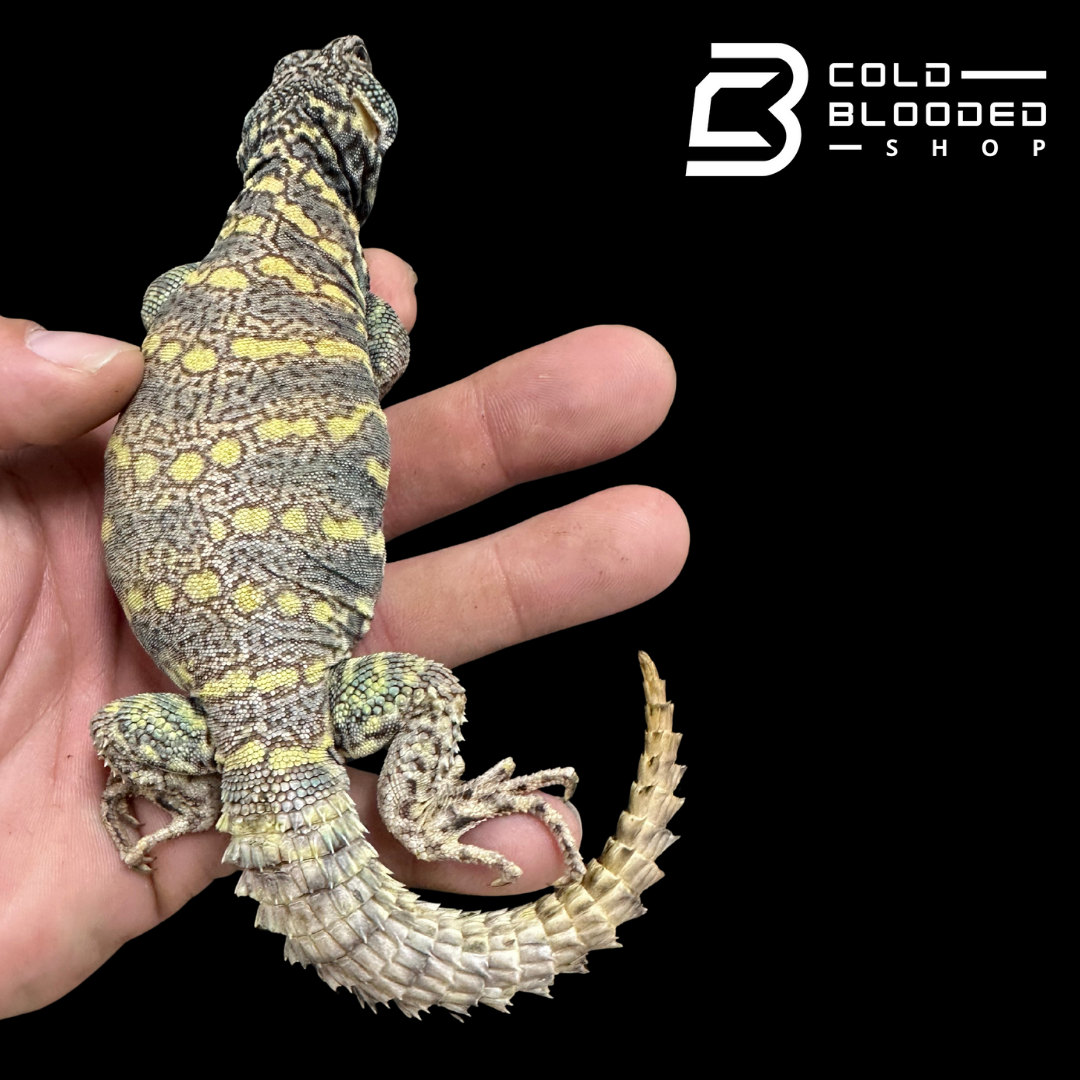 Bebé Uromastyx adornado