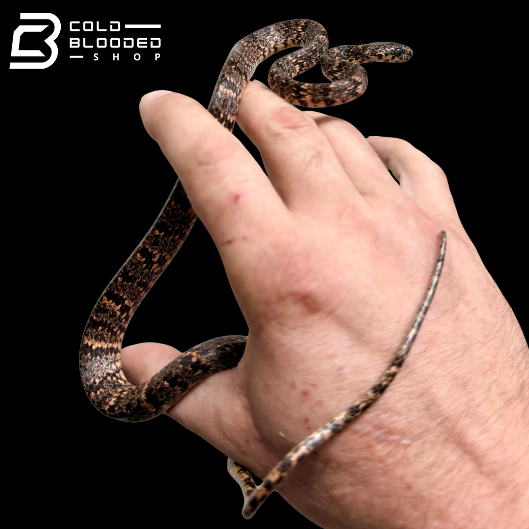 Serpiente comedora de babosas con quilla - Pareas carinatus