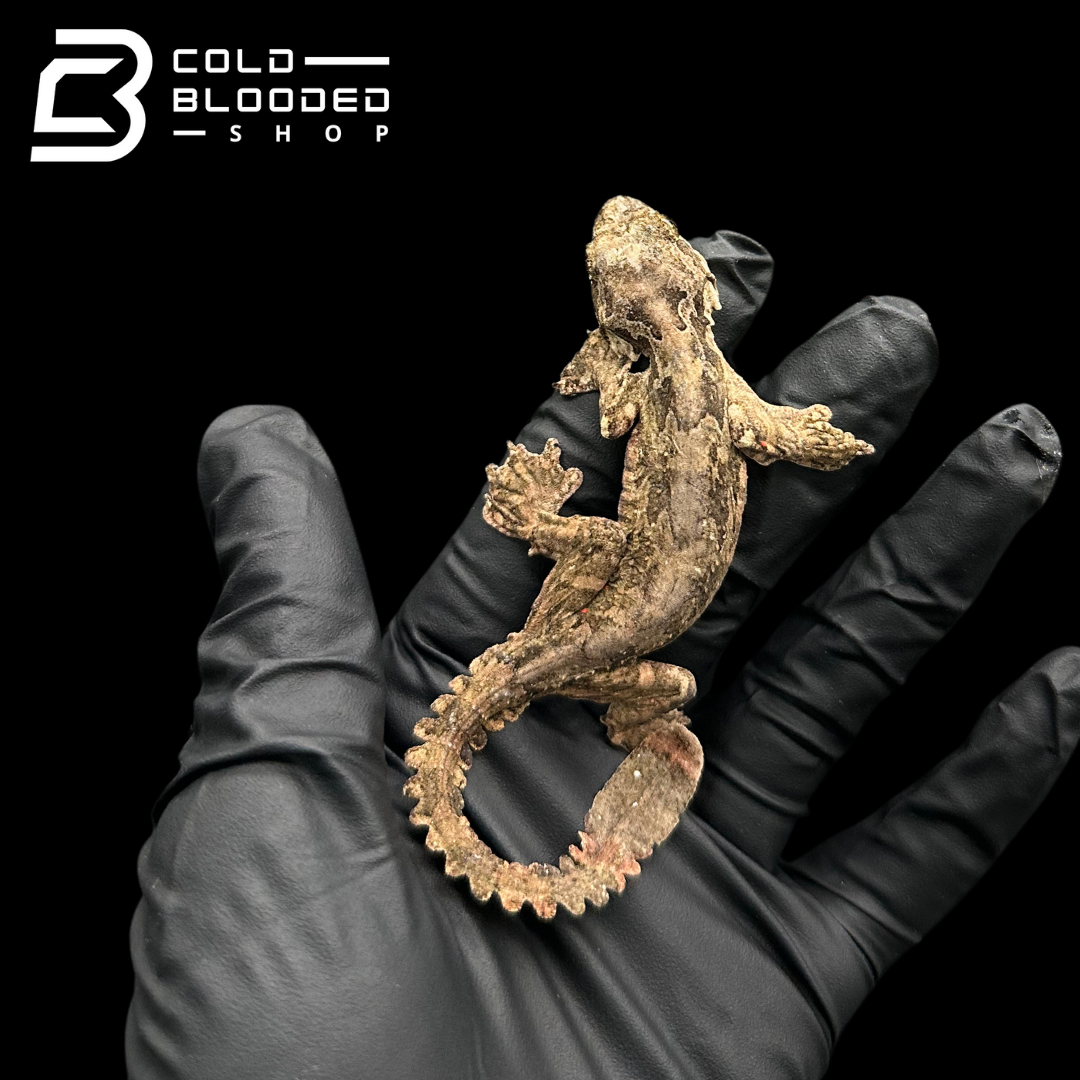Adult Flying Geckos - Ptychozoon kuhli