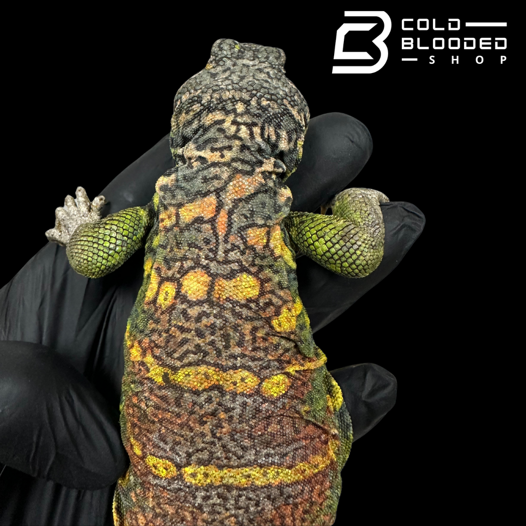 Bebé Uromastyx adornado
