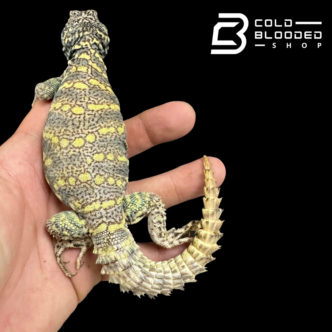 Bebé Uromastyx adornado