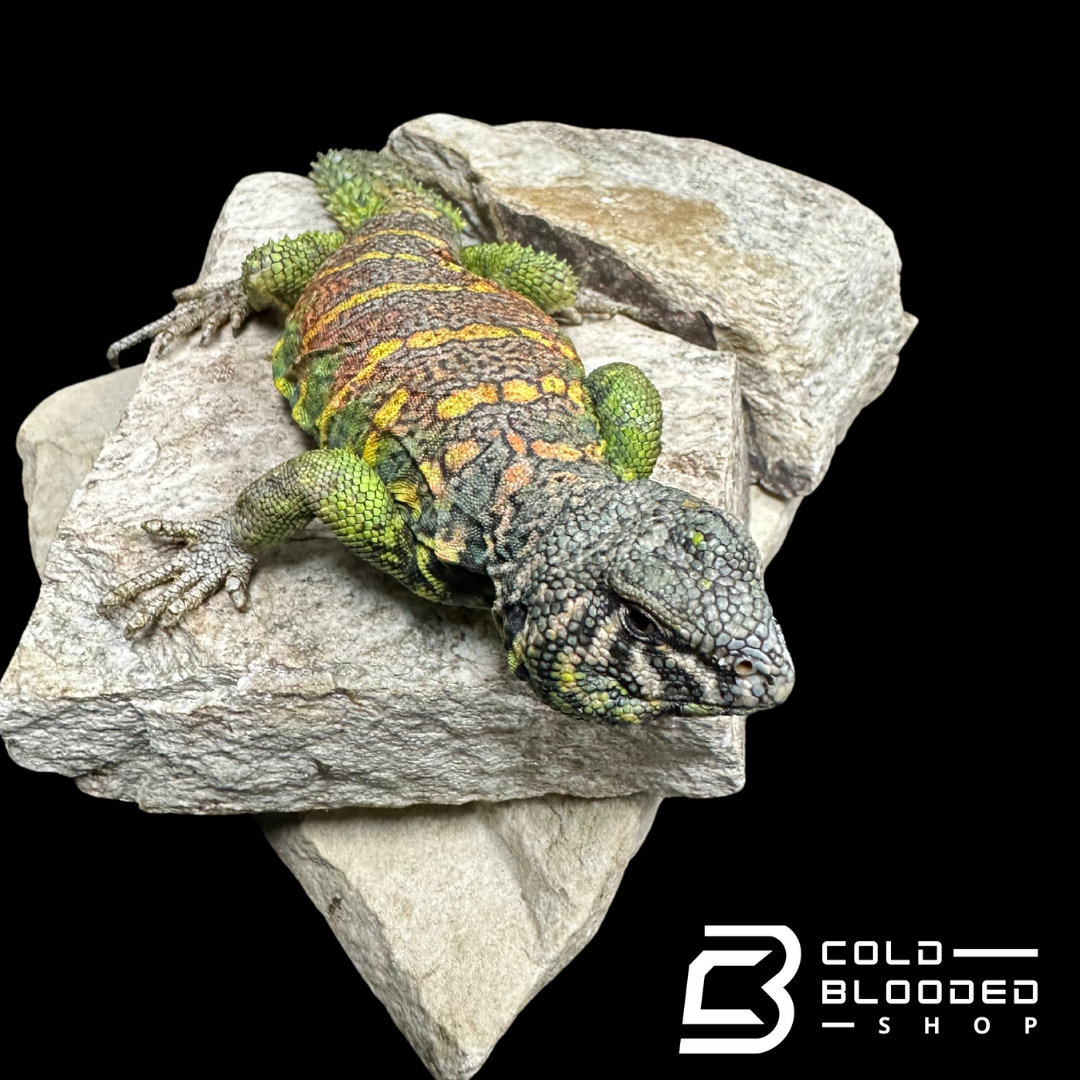 Bebé Uromastyx adornado