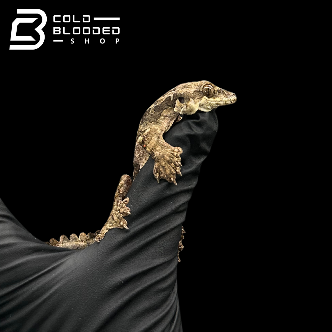 Adult Flying Geckos - Ptychozoon kuhli