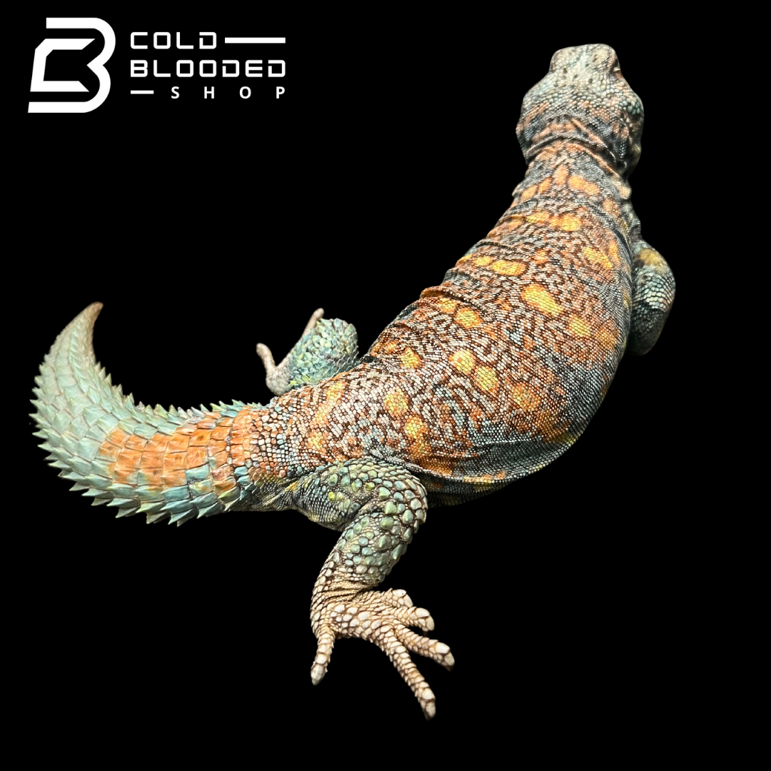 Adult Blue Orange Back Ornate Uromastyx #12 - Uromastyx ornata