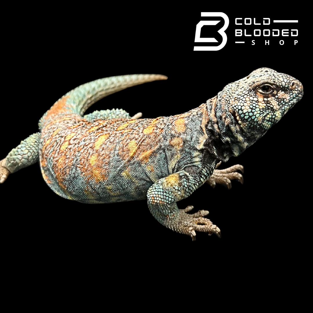 Adult Blue Orange Back Ornate Uromastyx #12 - Uromastyx ornata
