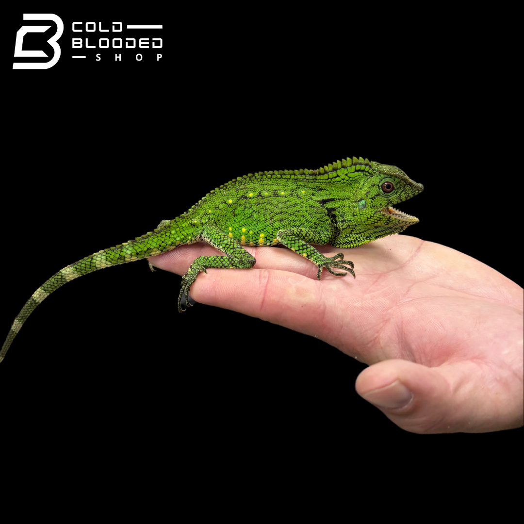 Abbott's crested lizard - Gonocephalus doriae abbotti