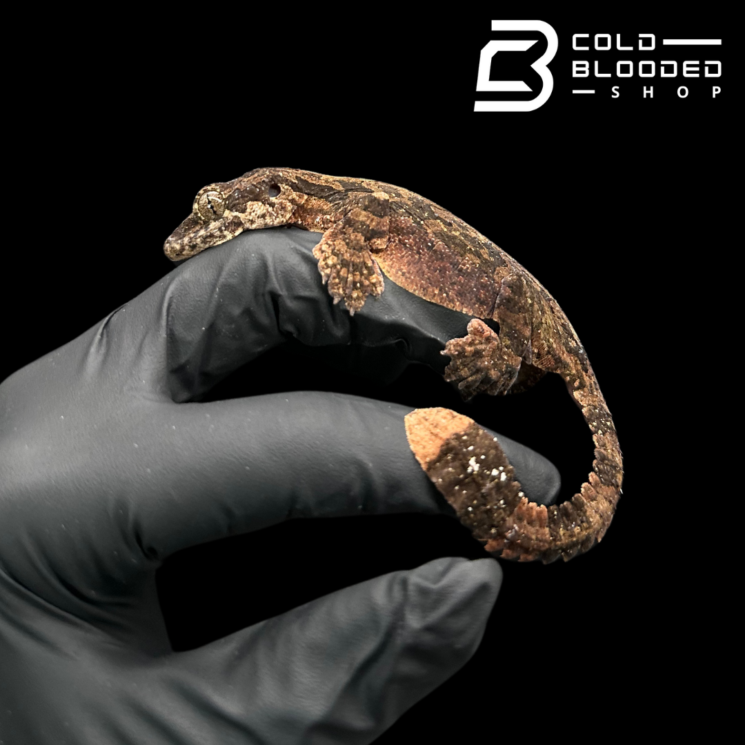 Adult Flying Geckos - Ptychozoon kuhli