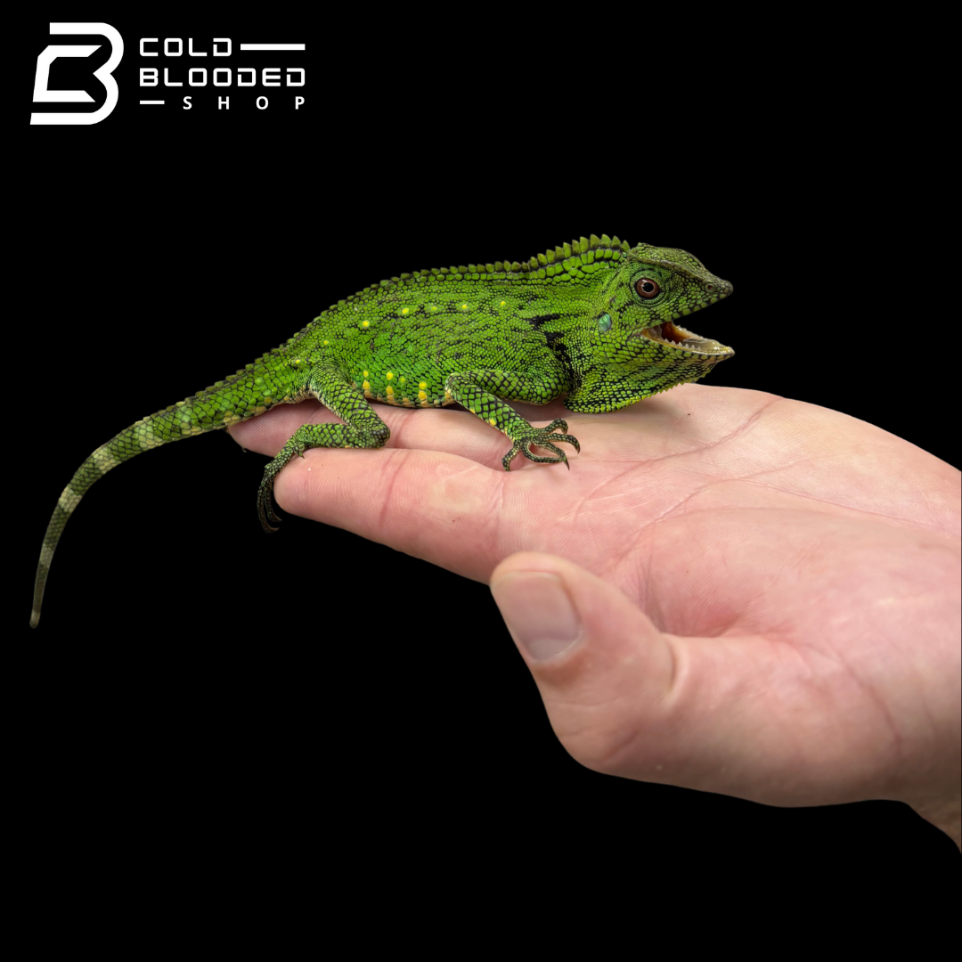Abbott's crested lizard - Gonocephalus doriae abbotti