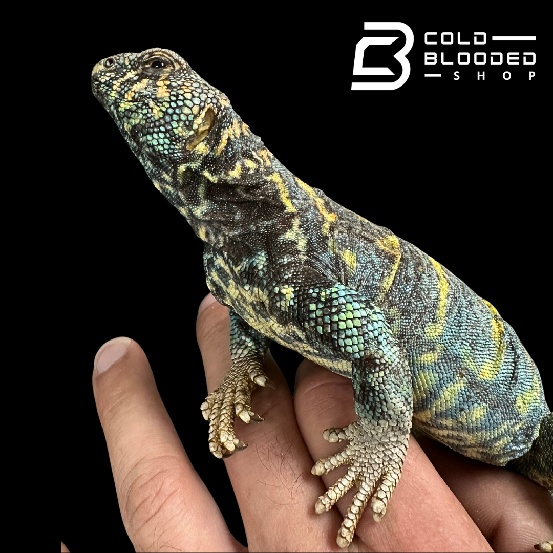Adult Ornate Blue Uromastyx #15 - Uromastyx ornata