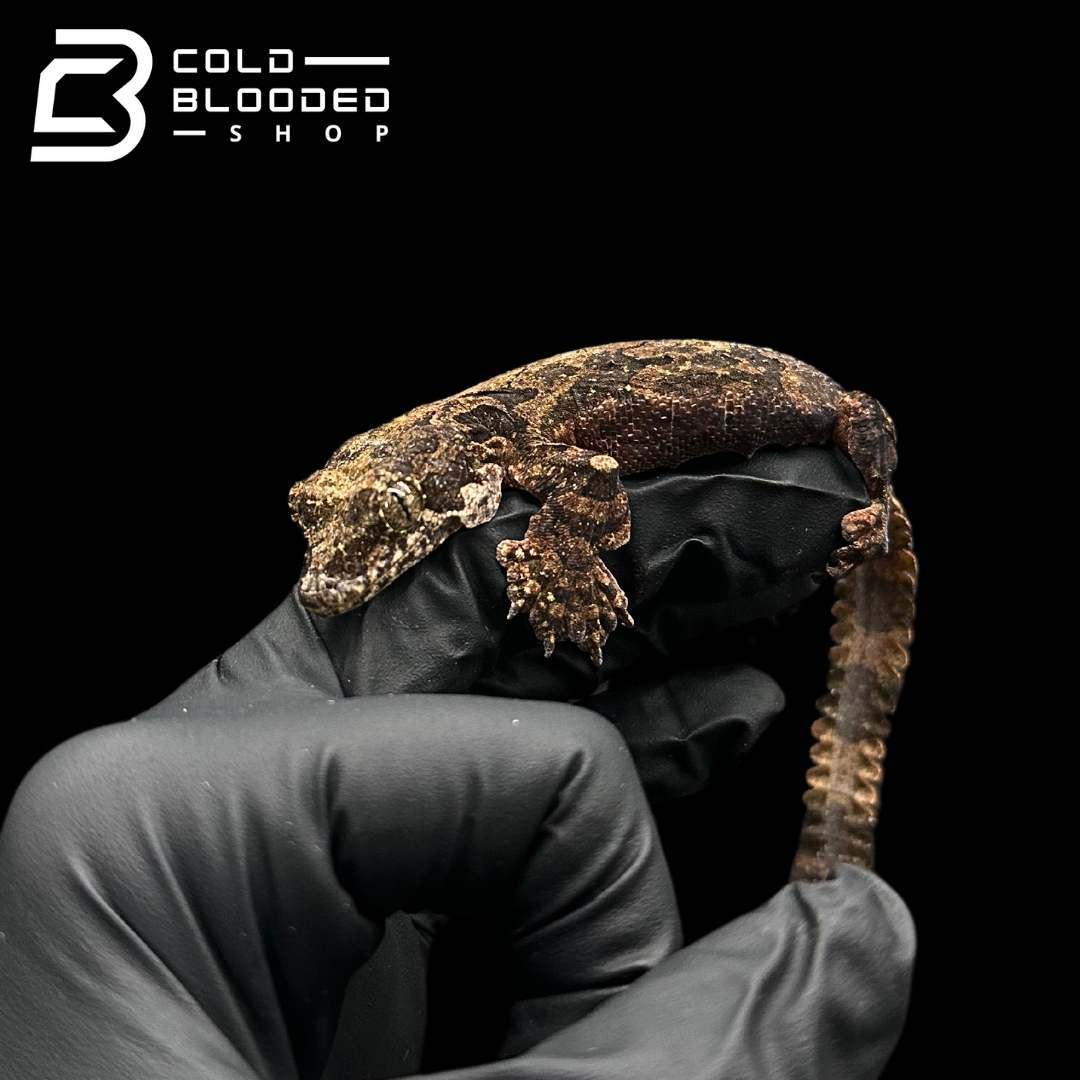 Adult Flying Geckos - Ptychozoon kuhli