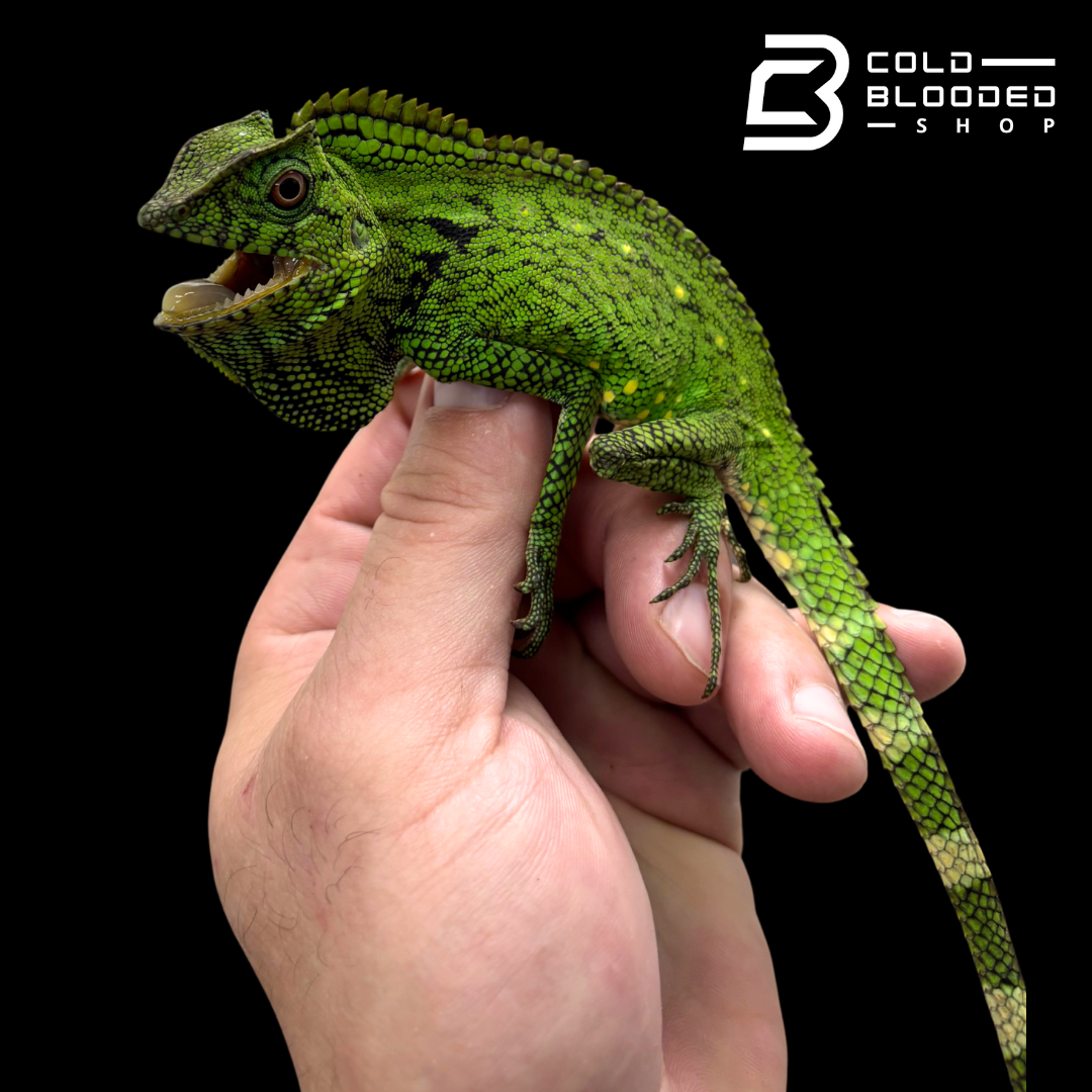 Abbott's crested lizard - Gonocephalus doriae abbotti
