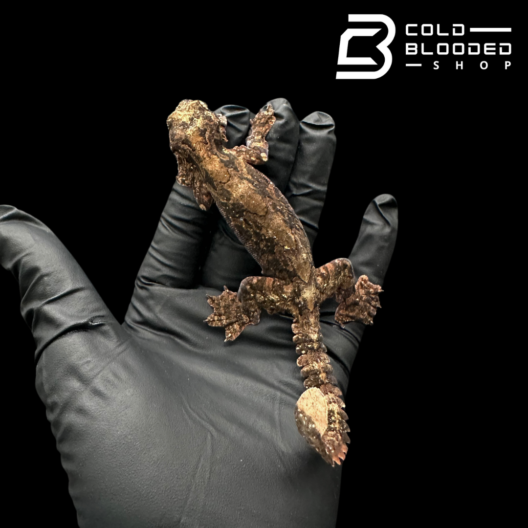 Adult Flying Geckos - Ptychozoon kuhli
