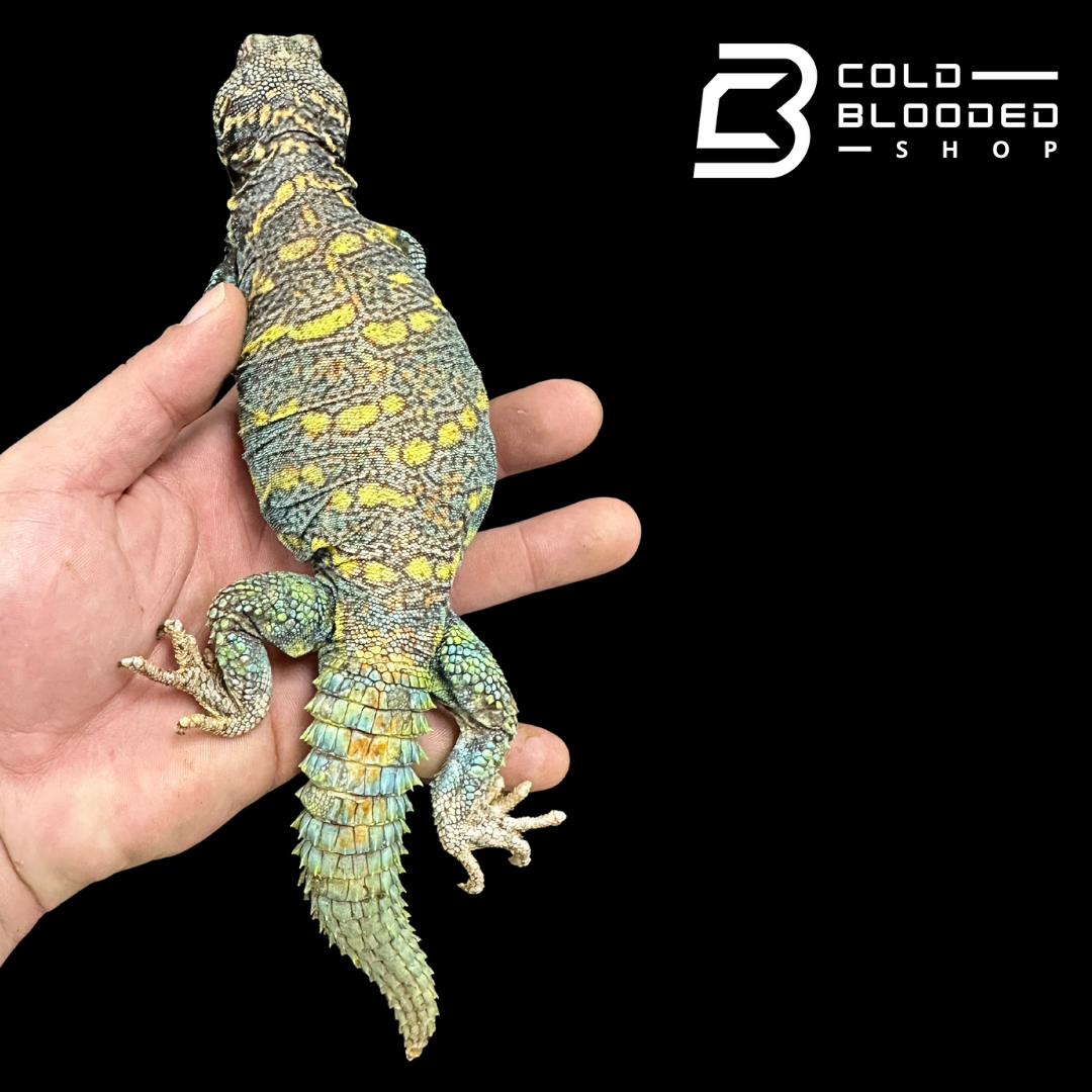 Adult Ornate Blue Uromastyx #15 - Uromastyx ornata