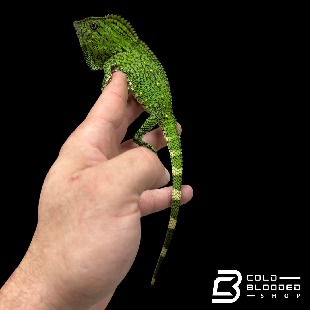 Abbott's crested lizard - Gonocephalus doriae abbotti