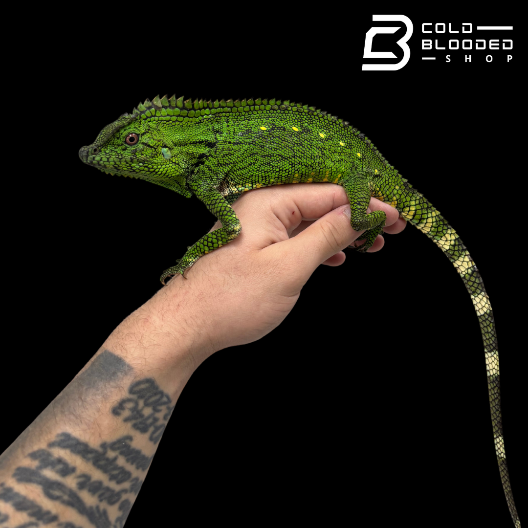 Adult Abbott's crested lizard - Gonocephalus doriae abbotti
