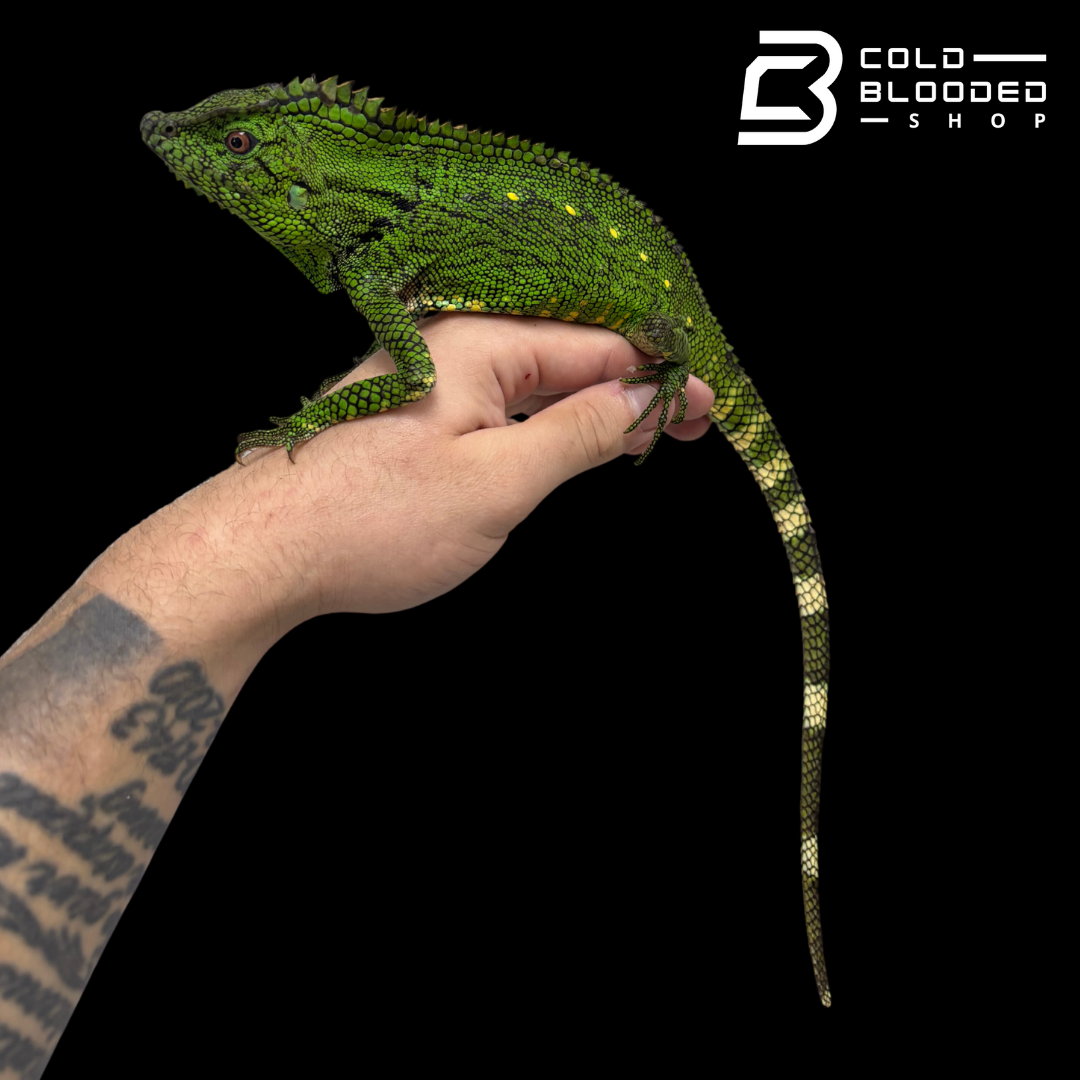 Adult Abbott's crested lizard - Gonocephalus doriae abbotti