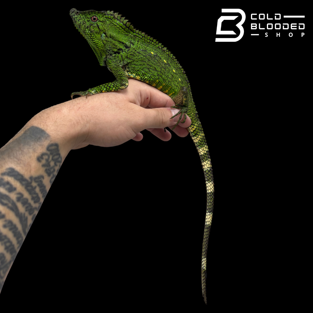 Adult Abbott's crested lizard - Gonocephalus doriae abbotti